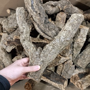 코르크 브렌치 파충류 유목 30cm가량